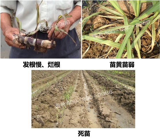 微補(bǔ) 微補(bǔ)