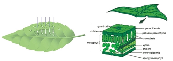 #微肥課堂#為什么葉面肥養(yǎng)分含量相同，效果卻不同？