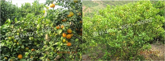 微補由國際植物營養(yǎng)專家領銜的微肥企業(yè),40年微肥經驗,針對80多種農作物,有100多個微肥產品,涵蓋葉面肥,沖施肥,水溶肥等.咨詢熱線:400-830-9966微補系列微肥,質量好,肥效高,見效快,后勁大,無公害. 微補由國際植物營養(yǎng)專家領銜的微肥企業(yè),40年微肥經驗,針對80多種農作物,有100多個微肥產品,涵蓋葉面肥,沖施肥,水溶肥等.咨詢熱線:400-830-9966微補系列微肥,質量好,肥效高,見效快,后勁大,無公害.