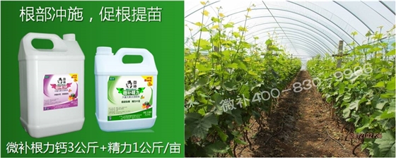 葡萄萌芽期如何預(yù)防倒春寒？