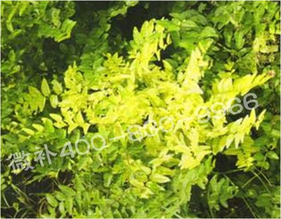 冬棗萌芽后黃葉是缺鐵嗎？