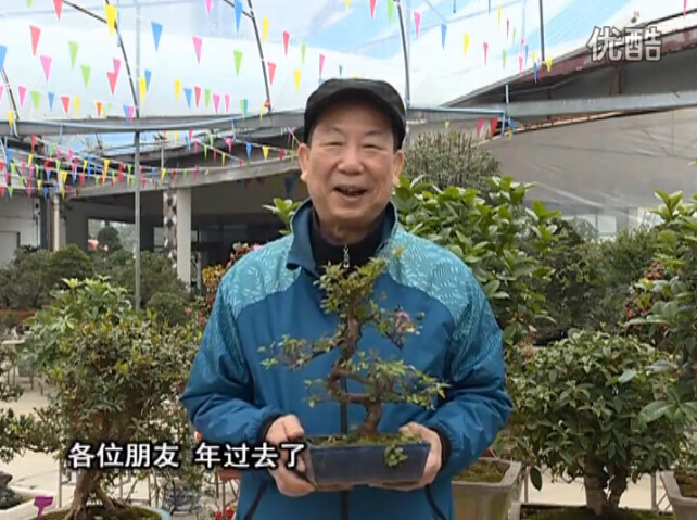 20160229珠江臺搖錢樹：盆景換盆養(yǎng)護(hù)，用綠夫人營養(yǎng)液恢復(fù)生機(jī)