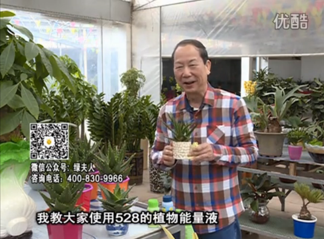 20160425珠江臺搖錢樹：室內(nèi)綠植用綠夫人營養(yǎng)液，補充營養(yǎng)健康又環(huán)保