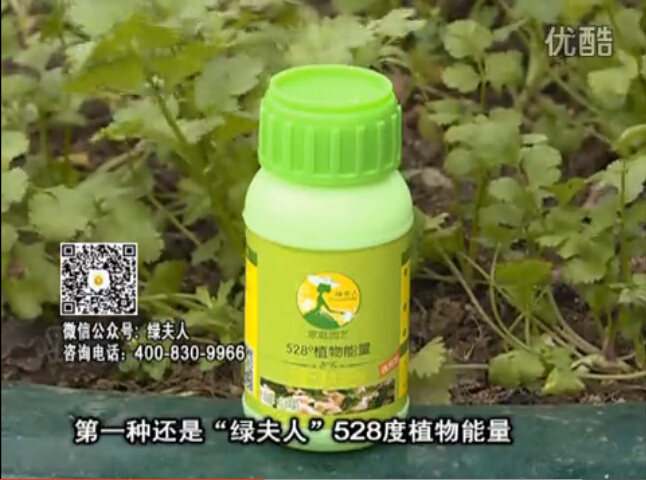 20160502珠江臺搖錢樹：家庭小院種蔬菜，用綠夫人營養(yǎng)液長勢好