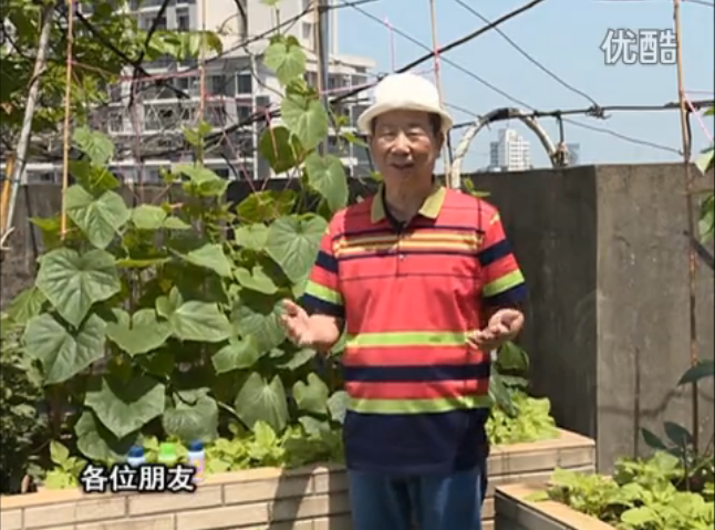 20160606珠江臺搖錢樹：天臺節(jié)瓜想開花坐果好，用綠夫人600度鮮花液，補充營養(yǎng)長瓜靚