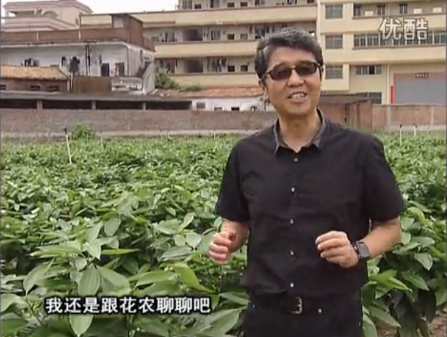 20160606珠江臺搖錢樹：觀葉植物用微補(bǔ)方案，壯根提長、保葉抗病好！
