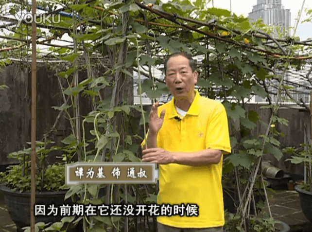 20160627珠江臺搖錢樹：天臺豆角用綠夫人528營養(yǎng)液，開花好結(jié)豆期長