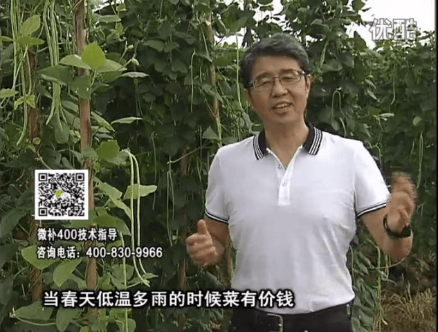 20160704珠江臺(tái)搖錢(qián)樹(shù)：蔬菜用微補(bǔ)方案，省肥藥又保產(chǎn)
