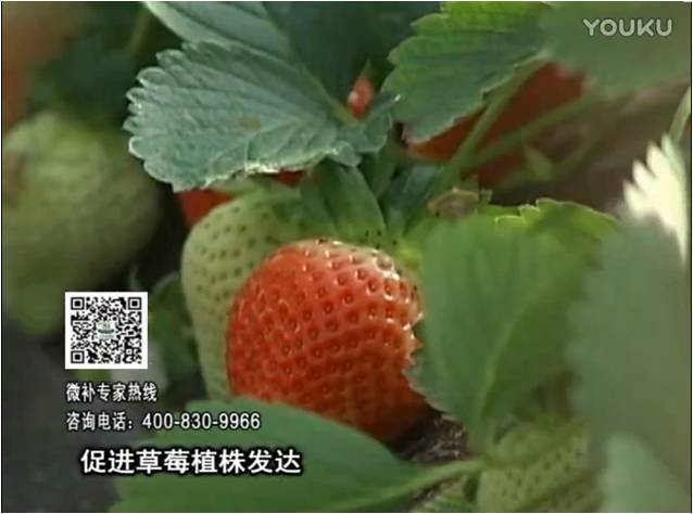 20161219珠江臺(tái)搖錢樹：草莓如何壯長(zhǎng)、果大品質(zhì)高？