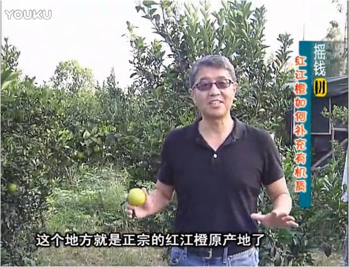20161219珠江臺搖錢樹：紅江橙用微補方案，裂果少、樹勢好