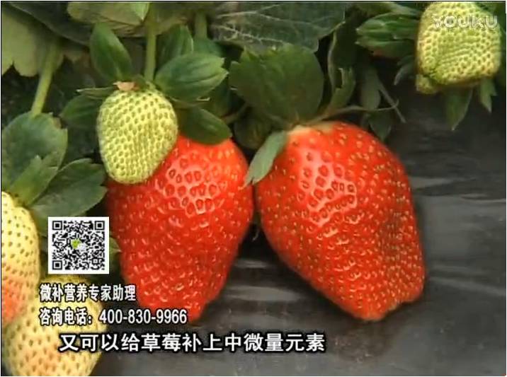 20170123珠江臺搖錢樹：草莓用微補(bǔ)方案，促根苗壯、開花坐果好