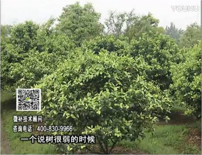 20170206珠江臺搖錢樹：柑橘用微補方案，壯樹促花壯花好