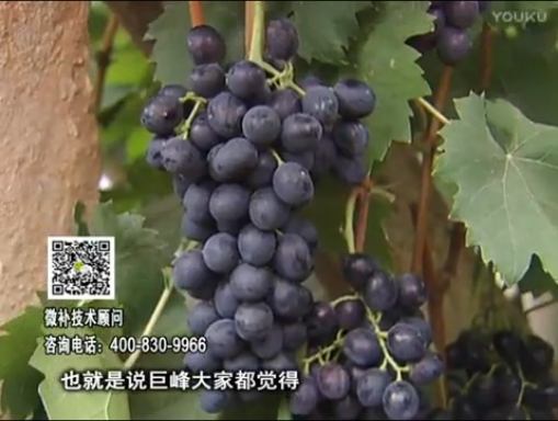 20170501珠江臺搖錢樹：葡萄用微補(bǔ)方案，品質(zhì)高，賣價好