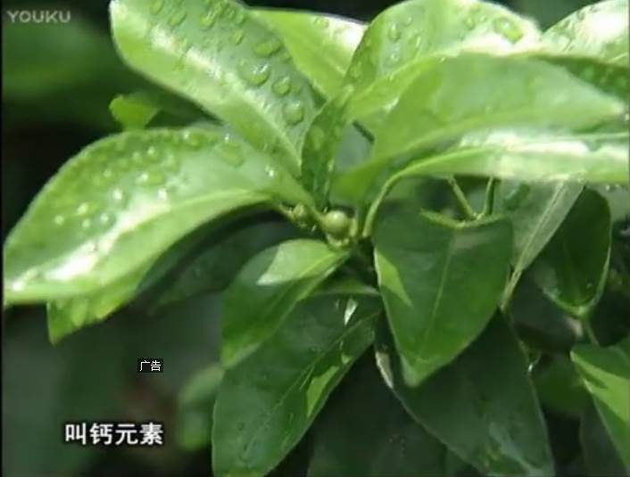 20170508珠江臺搖錢樹：柑橘澆施微補根力鈣，補鈣，促根健壯長勢