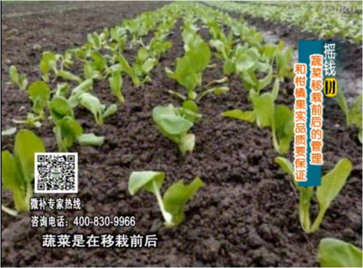 20170814珠江臺搖錢樹：蔬菜澆施微補(bǔ)，調(diào)酸促根，健壯長勢