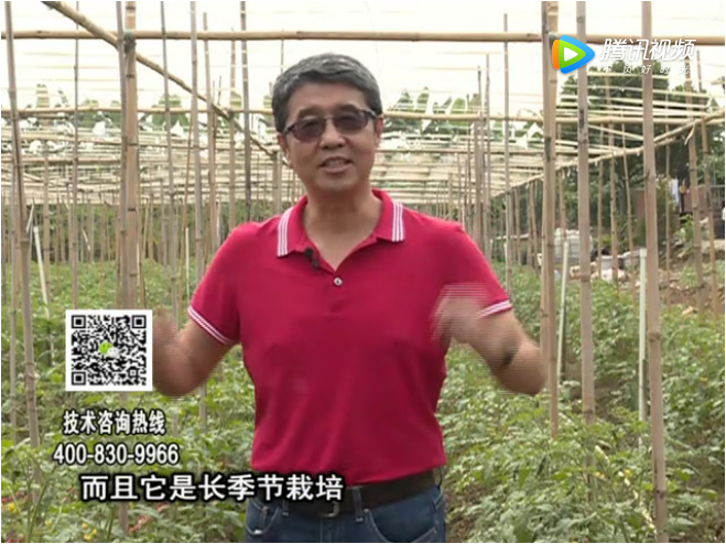 20171120珠江臺搖錢樹：番茄如何增產(chǎn)增收？
