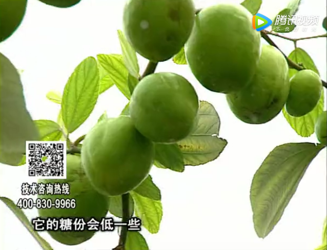 20171204珠江臺搖錢樹：青棗膨果增甜如何做？