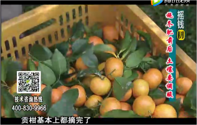 20180101珠江臺搖錢樹：柑橘土壤酸化怎么辦？